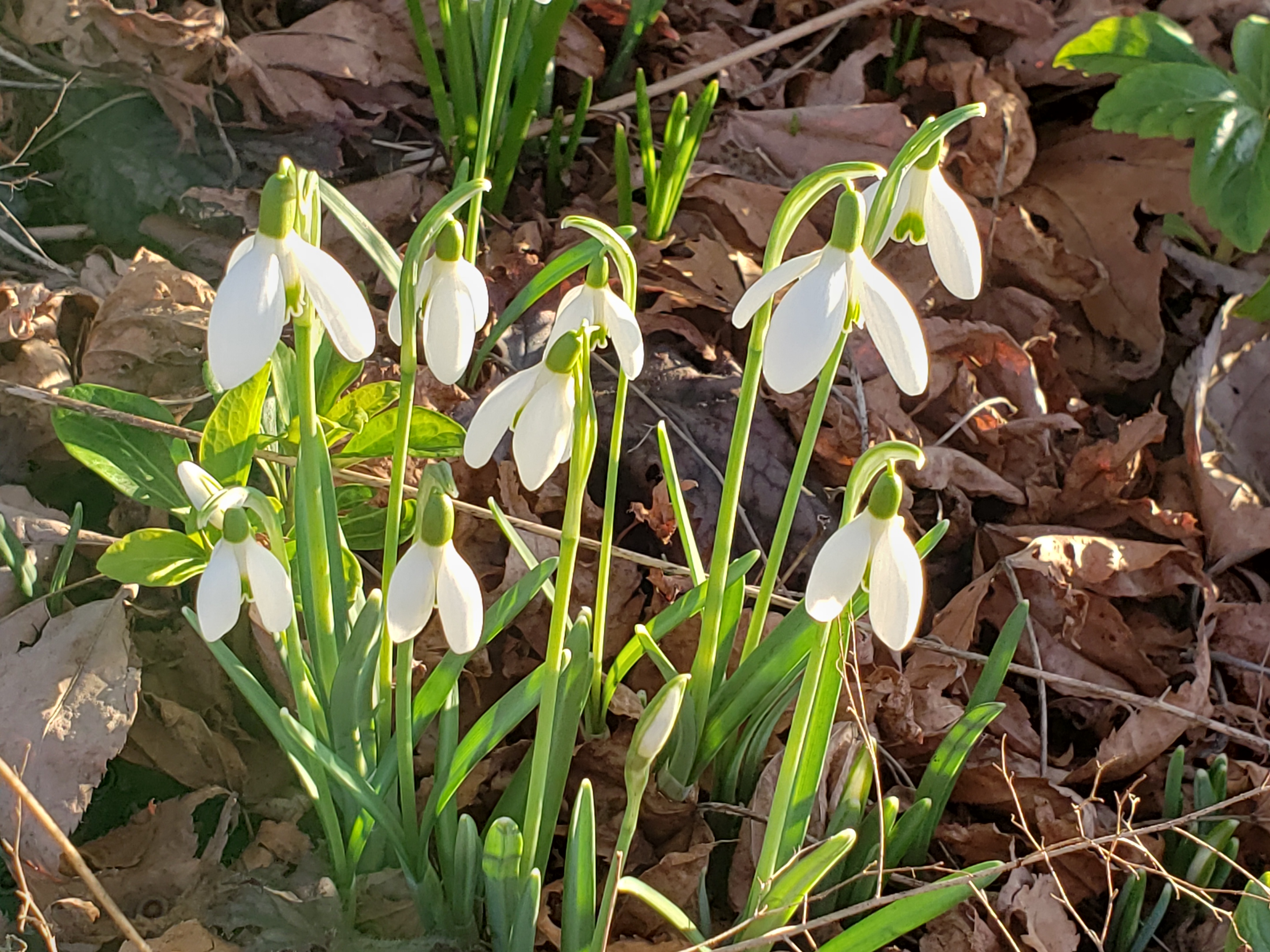 snowdrops in sunshine