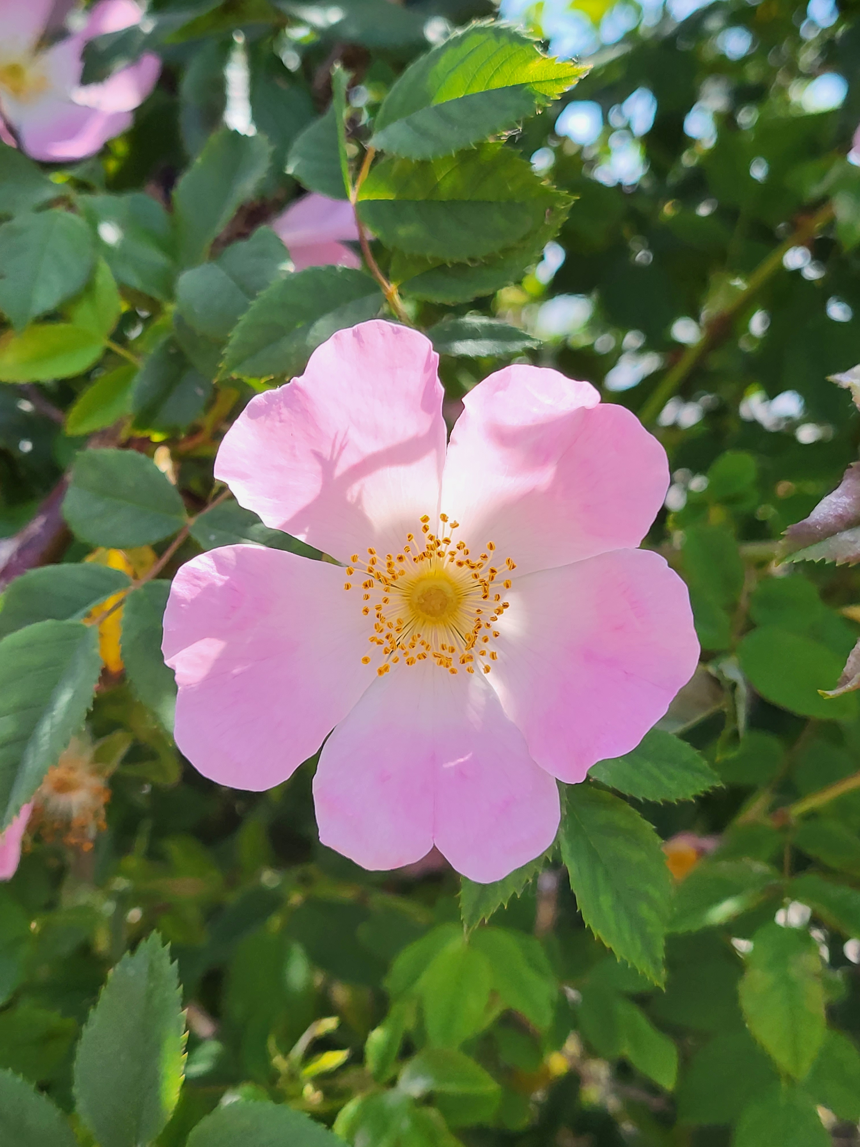 single rose at Cr. Beach